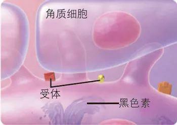 NU SKIN 助你对抗完美肌肤四大天敌