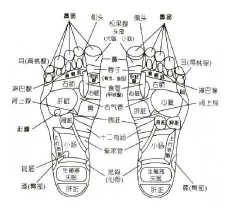 NU SKIN如新SPA机-经络穴位详解